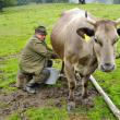 În prezent, doar circa 45% din laptele necesar procesatorilor este conform normelor UE Foto: ALAMY