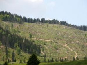 Pădurile din Bazinul Dornelor, defrişate