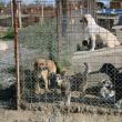 În afara celor 2.000 de câini de pe străzi, în adăpostul din lunca Sucevei mai sunt cam 1.200 de câini