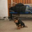 Un câine şi un om al străzii, în Gara Iţcani