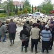 Marţi, crescătorii au venit în faţa primăriei cu peste 200 de oi şi 40 de vaci