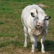 Treisprezece persoane din satul Dealu - comuna Zvoriştea au intrat în contact cu o vacă diagnosticată cu turbare