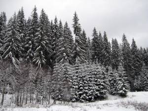 Regia Naţională a Pădurilor vrea să pună mâna pe pădurile Arhiepiscopiei Sucevei şi Rădăuţilor