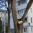 Operaţiunea de îndepărtare a unor crengi care prezentau risc de prăbuşire pe carosabil, pe strada Mărăşeşti, a stârnit imediat reacţii din partea unor locuitori din zonă