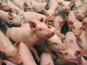 Pesta porcină africană (PPA) a reapărut în România. Foto: onlinereport.ro