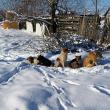 Câini fără stăpân, abandonaţi în Moara