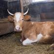 Familia Huțan a primit o vacă, pentru a le asigura copiilor o sursă de mâncare zilnică