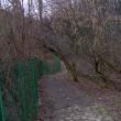Alei distruse și copaci gata să cadă