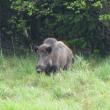 Focare de trichineloză la porc mistreţ