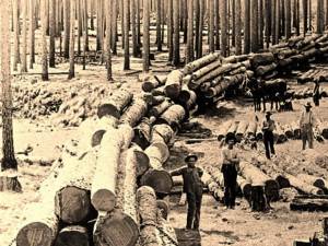 “Realizări ale forestierilor”