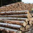 Toate operațiunile cu masă lemnoasă trebuie înregistrate în SUMAL 2.0, o aplicație menită să descurajeze tăierile ilegale din păduri