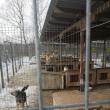 Adăpostul de câini amenajat în lunca Sucevei