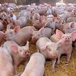Cea mai mare fermă de porci din Suceava, afectată de carantina impusă din cauza pestei porcine africane Foto agrointel.ro