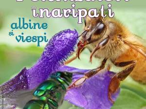 Lecția de muzeu Polenizatori înaripați – albine și viespi, la Muzeul de Științele Naturii