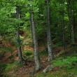 Arborii captează carbon în timpul creșterii, produsele de lemn stochează carbonul, iar fabricarea produselor din lemn este mai ecologică