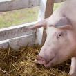 Porc bolnav de pestă africană. Foto agrointel.ro