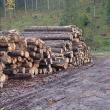 Sancțiuni de 100 de milioane de lei aplicate unui agent economic care tăia arbori din alte zone decât avea autorizație