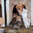 Dovezi că se aduc câini din alte localități și o nouă campanie de sterilizare, în municipiul Suceava