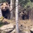 O ursoaică cu trei pui, filmată când se întâlnește față-n față cu pădurarul, la Broșteni (VIDEO)