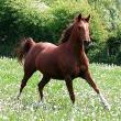 ”Îmbunătăţirea rasei cailor”