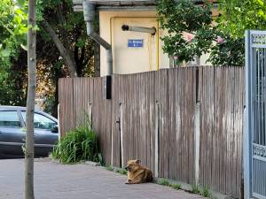 Câinele şi zona în care atacă