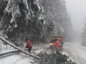 Traficul pe DN 17B în zona Călinești - Chiril a fost blocat timp de o oră după ce un copac a căzut peste o linie electrică