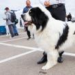 O nouă ediție Bucovina Dog Show are loc în parcarea Shopping City Suceava