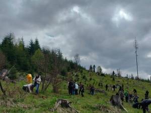 Elevi și profesori de la Colegiul Alimentar au plantat 500 de puieți de molid la Pojorâta
