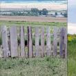 Câinii sălbăticiți, spaima unui crescător de animale din Suceava, care a fost păgubit și amendat, fără a i se rezolva problema