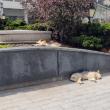 Campanie de sterilizare gratuită pentru câini și pisici, în municipiul Suceava