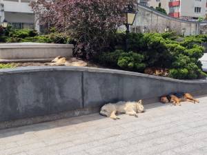 Campanie de sterilizare gratuită pentru câini și pisici, în municipiul Suceava