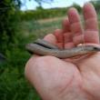 Năpârca este singura specie de șopârlă fără membre din România, trăiește până la 46 de ani