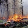 Presa veche 30 mai cu foto INCENDIU PĂDURE (1)