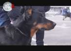 Câini de excepţie la expoziţia-concurs Cupa Bucovina
