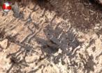 Aproape 200 de molizi din parcul Şipote, distruşi de atacul gândacilor de scoarţă