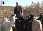S-a întors acasă după 15 ani de muncă în străinătate şi s-a apucat de crescut capre