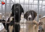 250 de câini au fost sterilizaţi gratuit la adăpostul din lunca Sucevei