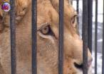Copil de 11, rănit de o leoaică la Zoo Rădăuţi, într-un pavilion nesecurizat